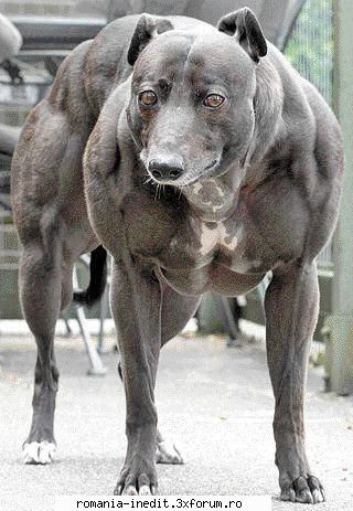 wanna hugg her? - do not mess with me...he is my friend - Funny