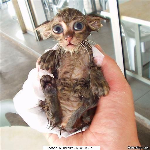 wet pussy - offthelimit - Funny